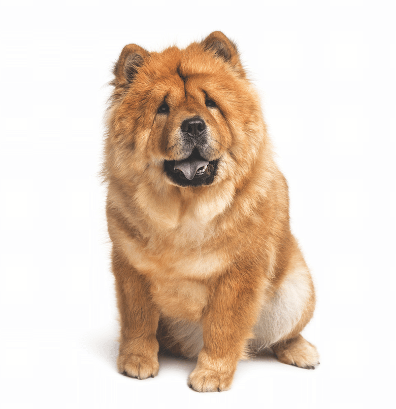 chow chow dog