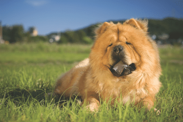 chow chow in grass