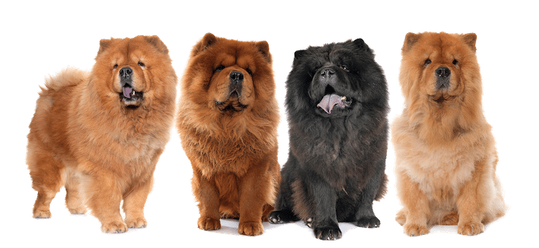 4 chow chow dogs
