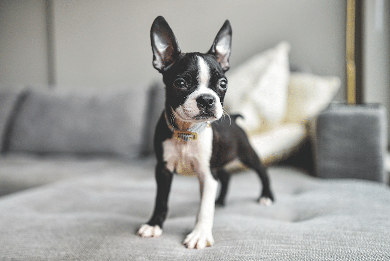 boston terrier puppy