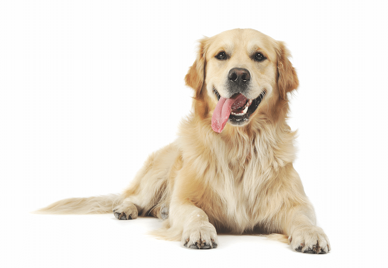 Golden Retriever Dog Breed Info: Pictures, Facts, Care & More – Dogster