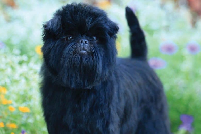 Affenpinscher Dog Breed