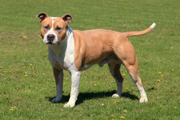 American Staffordshire Terrier in a green grass lawn