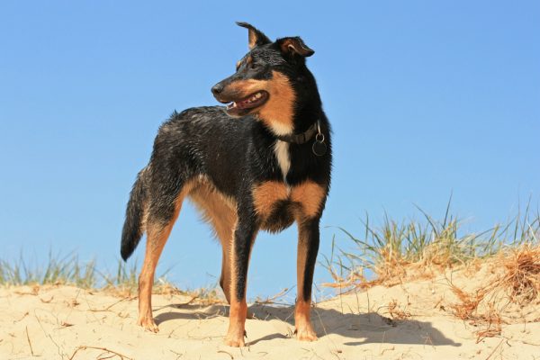 Australian Kelpie black with tan dog at the beach
