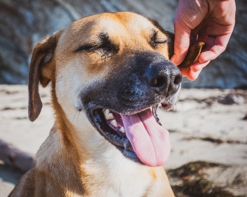 Black Mouth Cur close up face