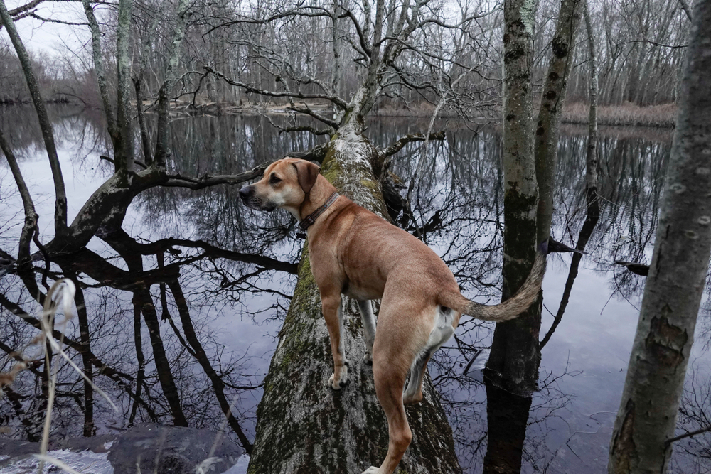 Black mouth cur
