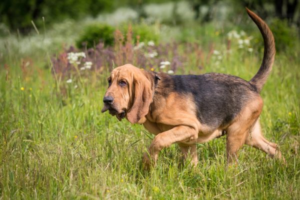 Bloodhound dog running in the field