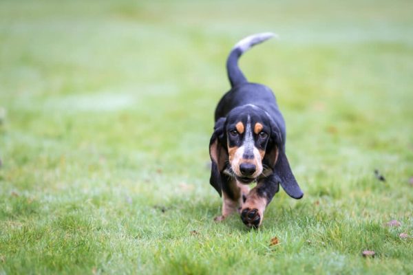 Basset Bleu de Gascogne / Blue Gascony Basset