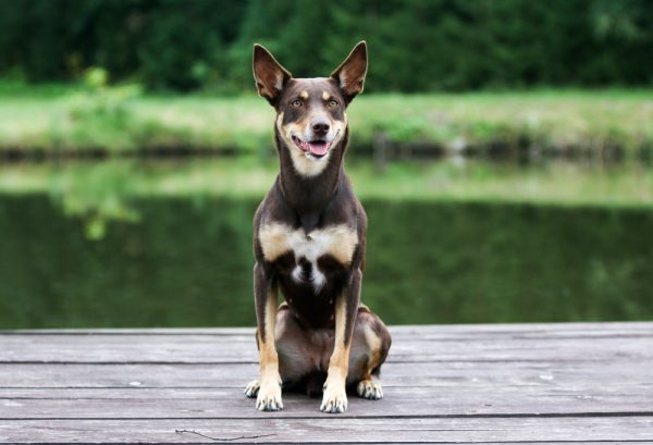 Brown and tan working Australian kelpie dog sitting outdoors