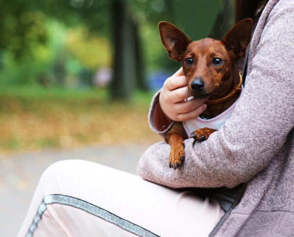 Brown dog in the arms of their owner at the Park