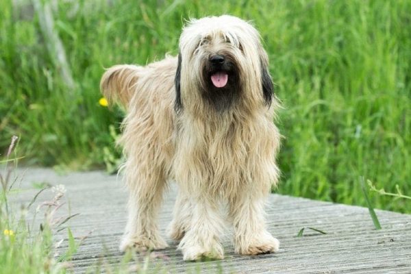 Catalan Sheepdog outdoors