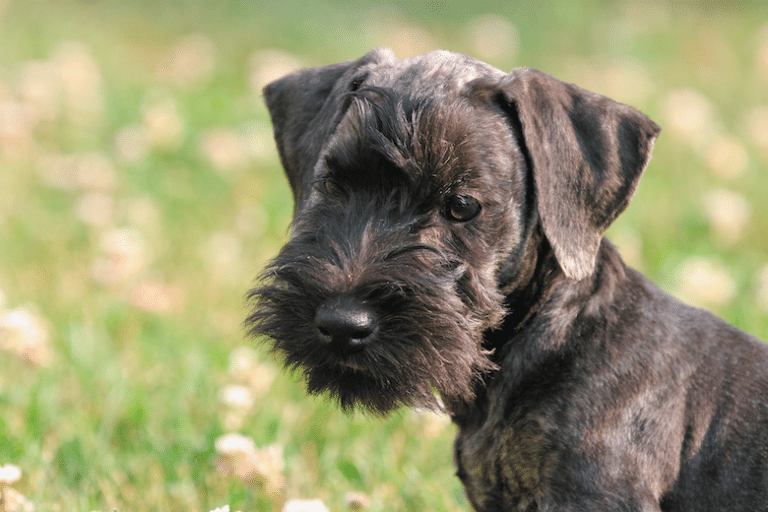 Download Cesky Terrier