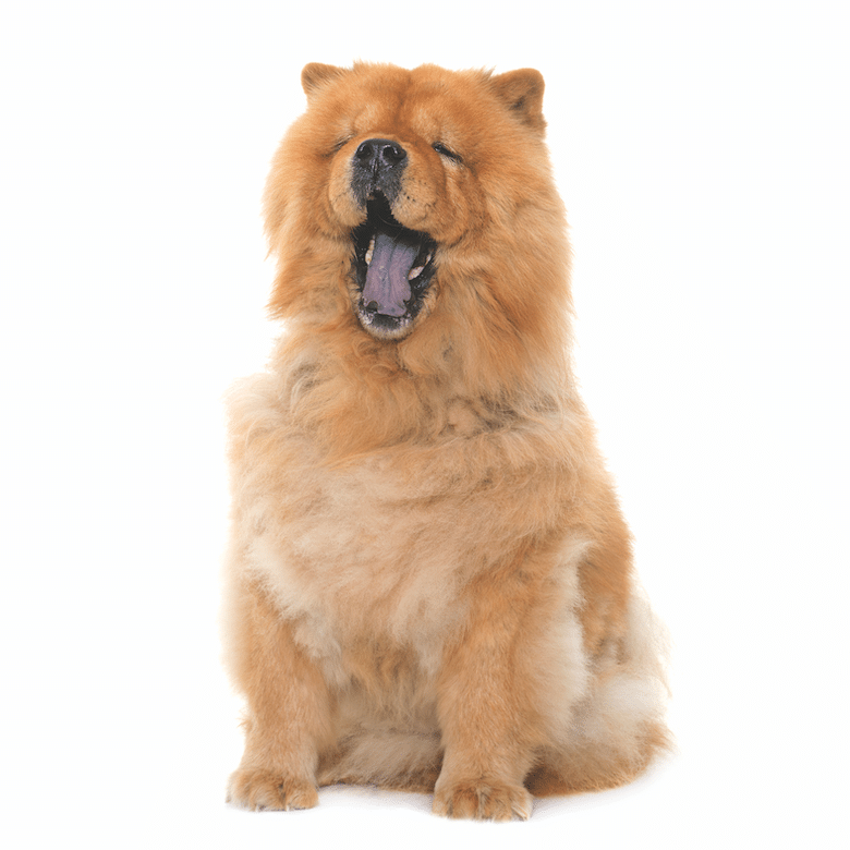 chow chow dog yawning