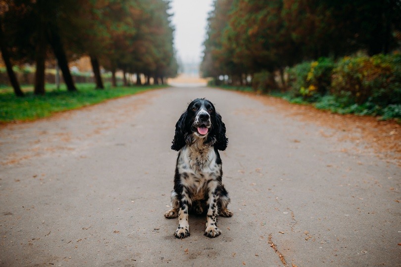Cute Russian spaniel black and white_andybir_shutterstock