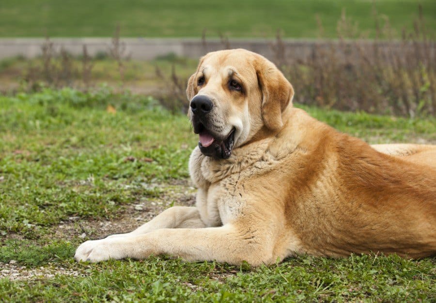 Cute Spanish Mastiff