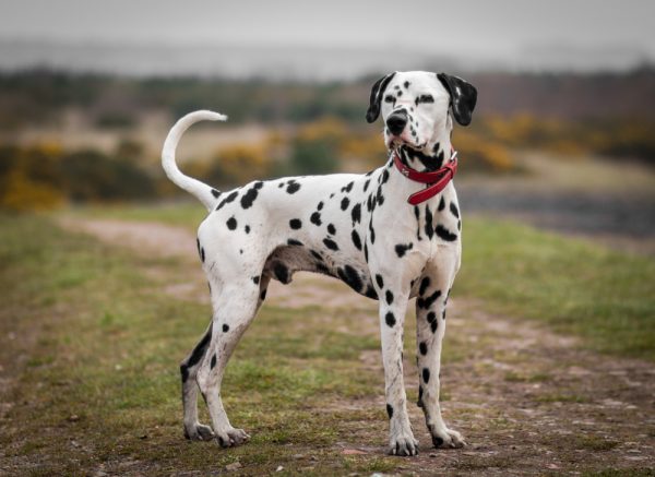 Dalmatian standing outside