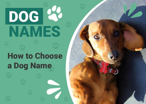 How to Choose a Dog Name