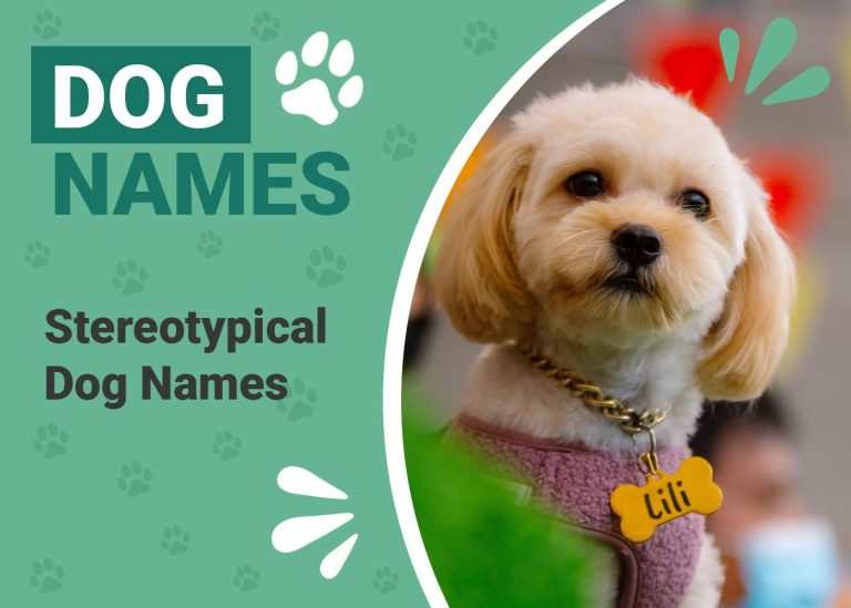 230 Stereotypical Dog Names: Most Classic Common Options Dogster