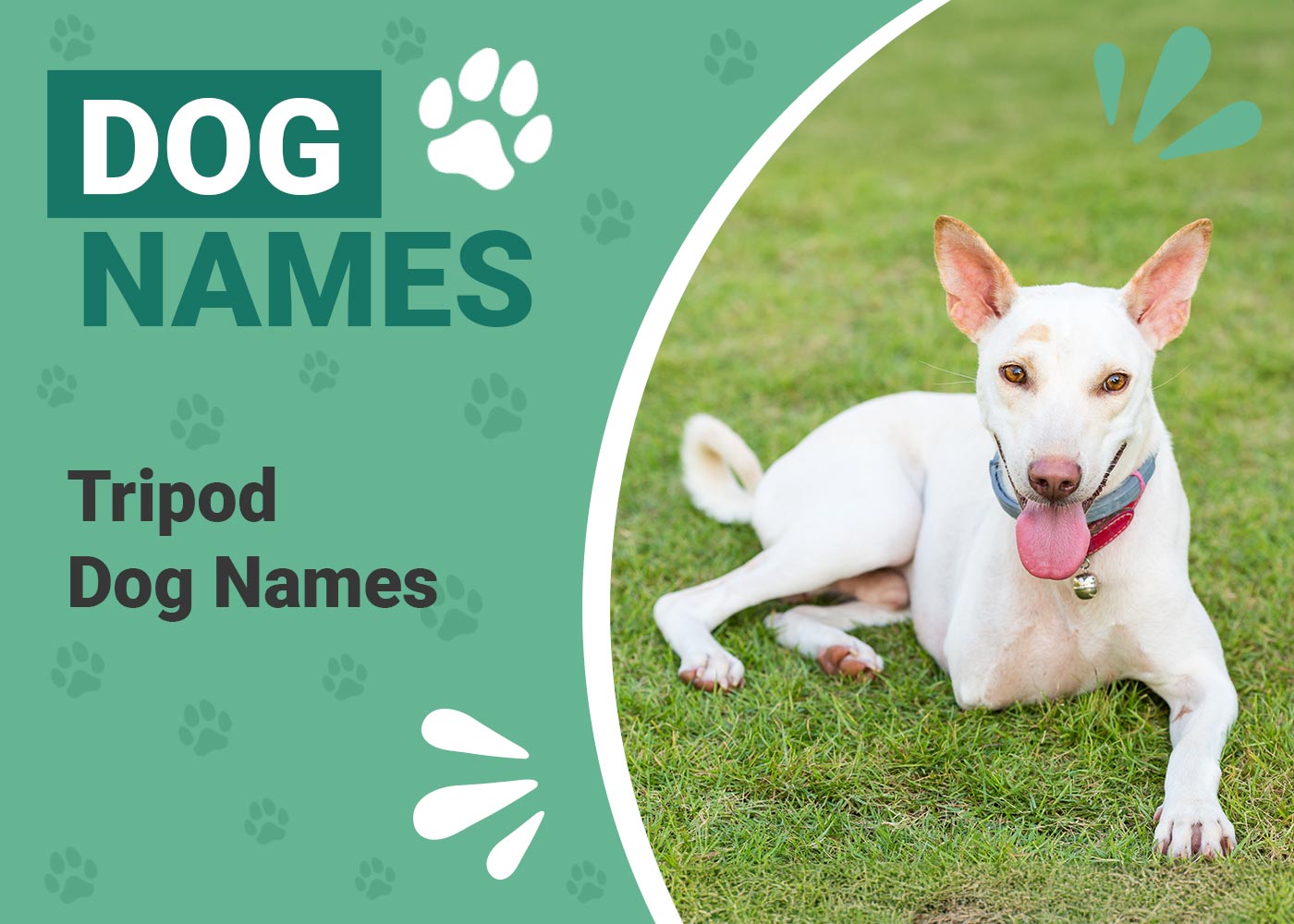 75+ Tripod Dog Names Ideas for You Special Pup Dogster