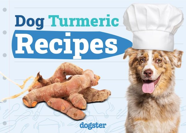Turmeric Recipes for Dogs