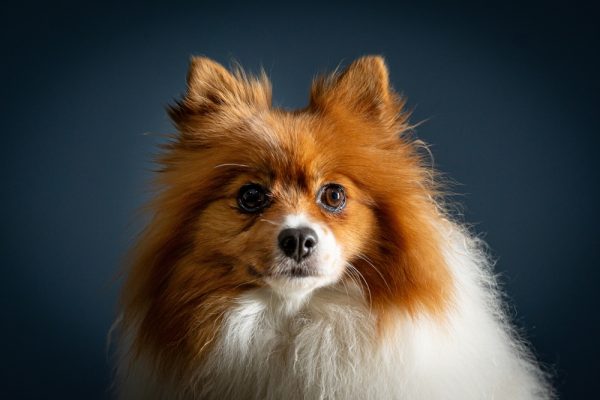 German Spitz close up