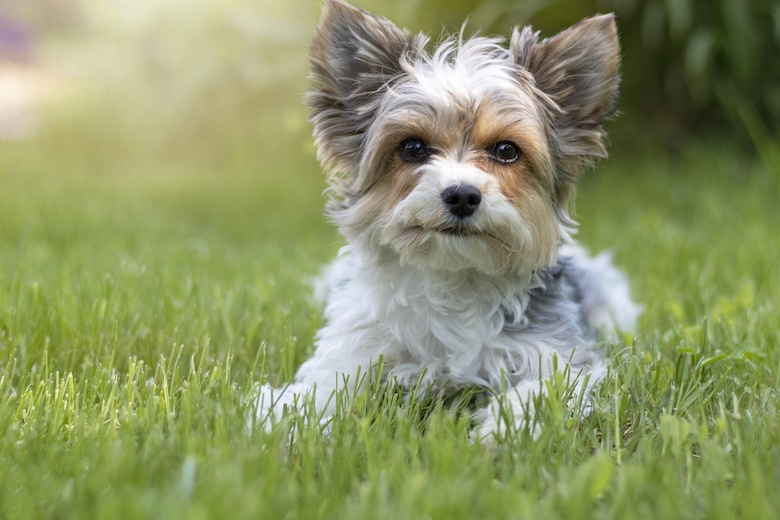 Biewer Yorkie