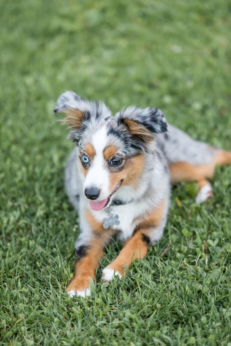 long tail australian shepherd