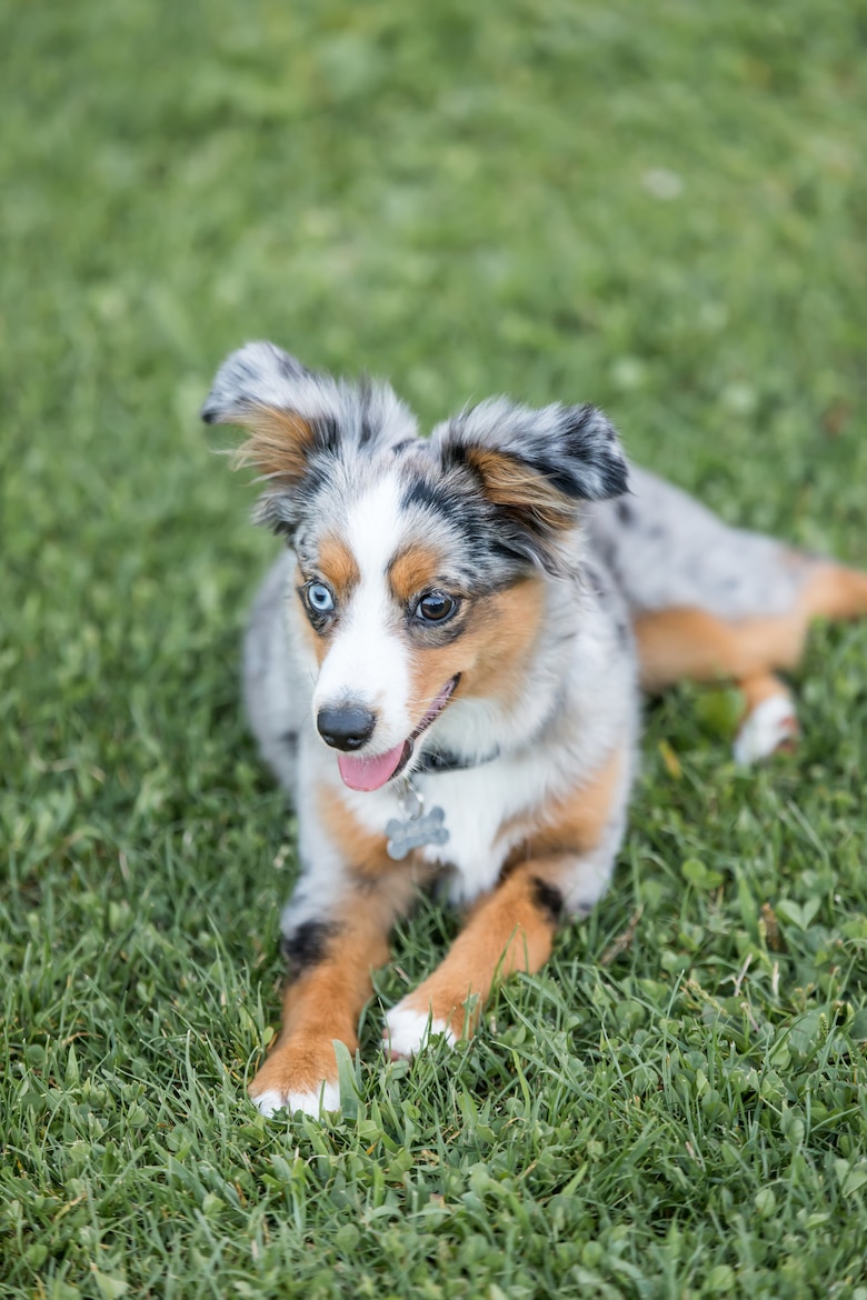 Miniature Australian Shepherd Pictures Facts History Dogster