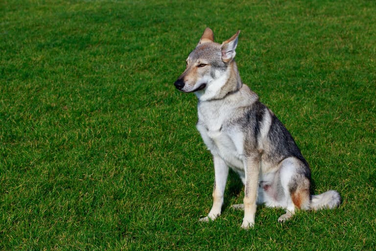 the czechoslovakian wolfdog