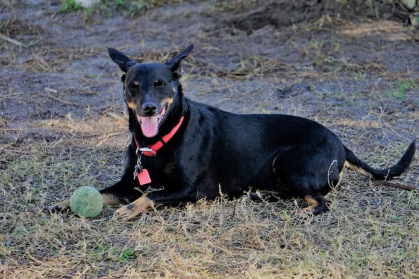 Manchester Terrier dog breed