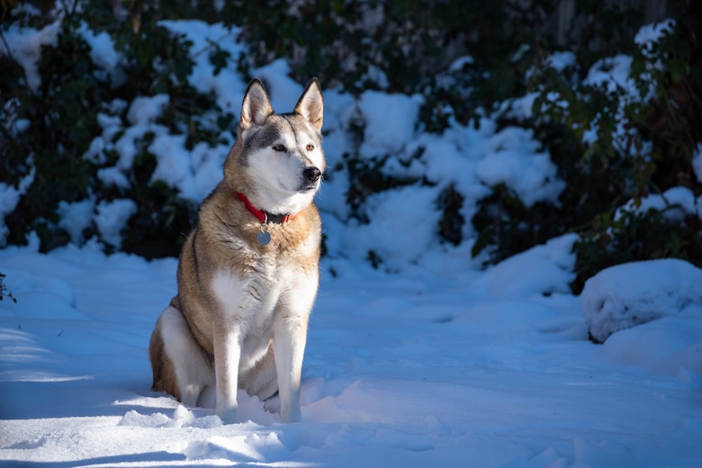 Border Collie Dog Breed Info: Facts, Traits & History – Dogster