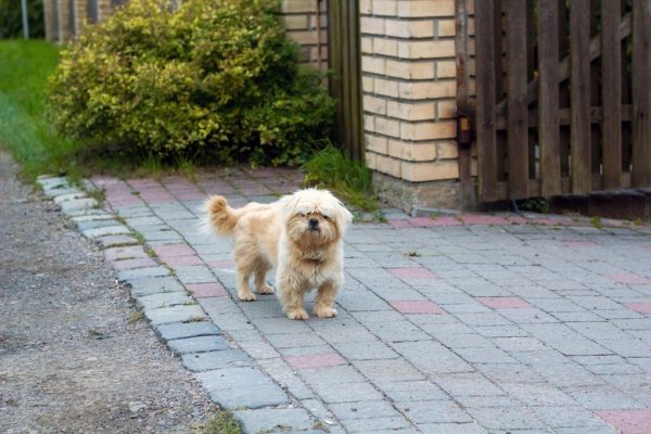 Dandie Dinmont Terrier near house