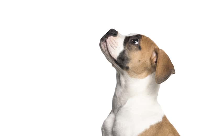 American Bully Dog Breed Facts & Information