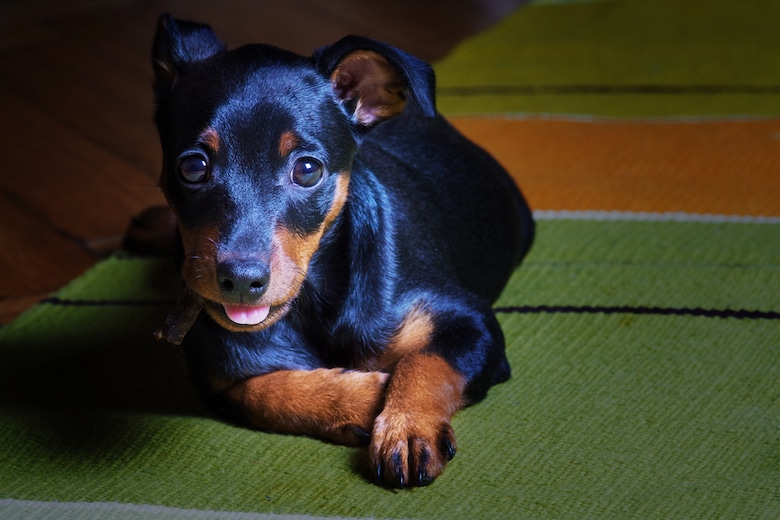 pictures of miniature doberman pinschers