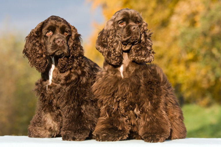 american cocker spaniel spaniel breeds