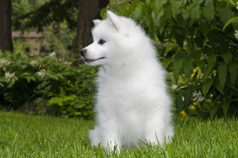 dogs that look like american eskimo