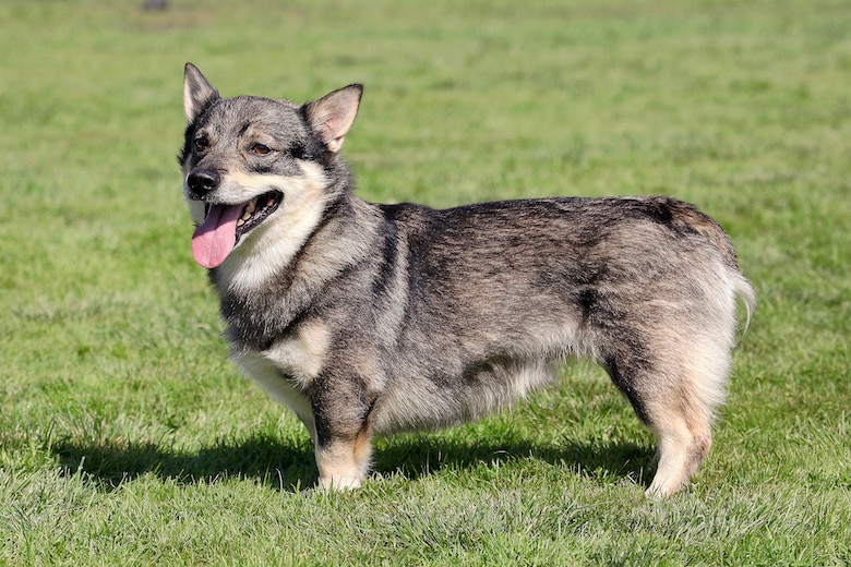 The typical Swedish Vallhund