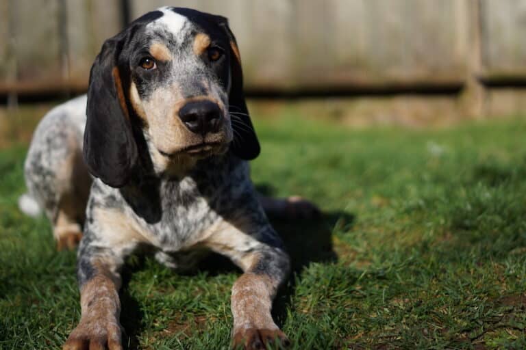 Bluetick Coonhound Info, Pictures, Traits & Care Dogster