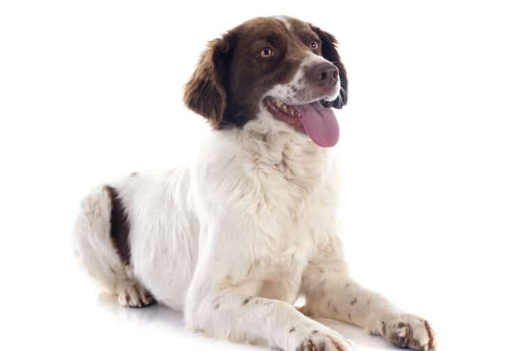 french spaniel