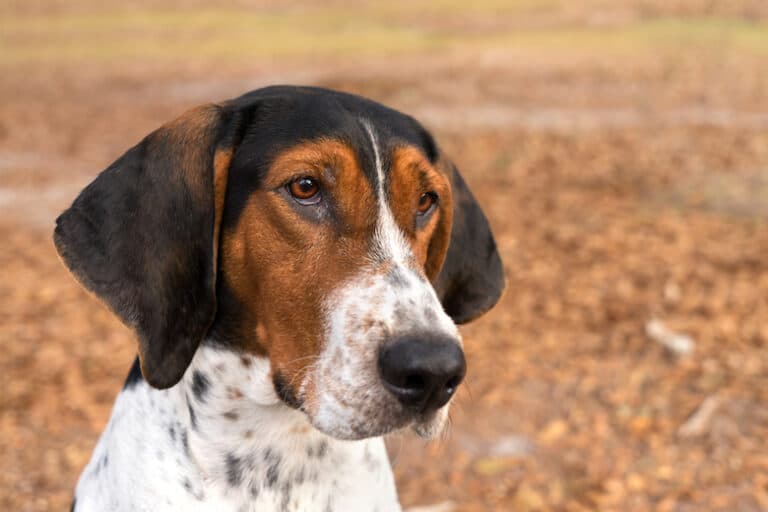 Treeing Walker Coonhound Facts, Traits & History Dogster