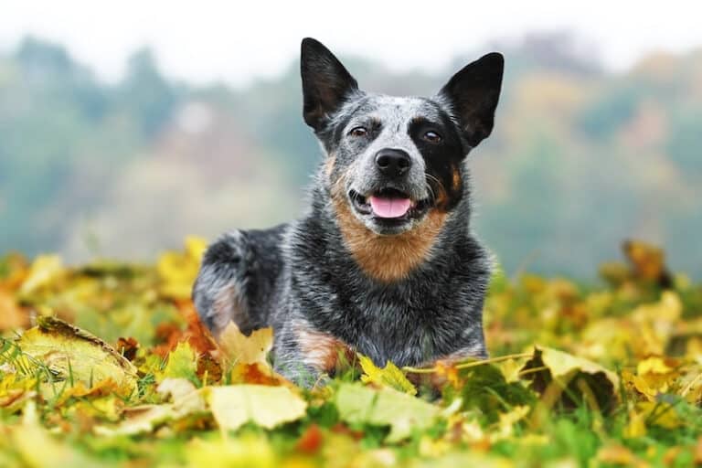 average weight of a blue heeler