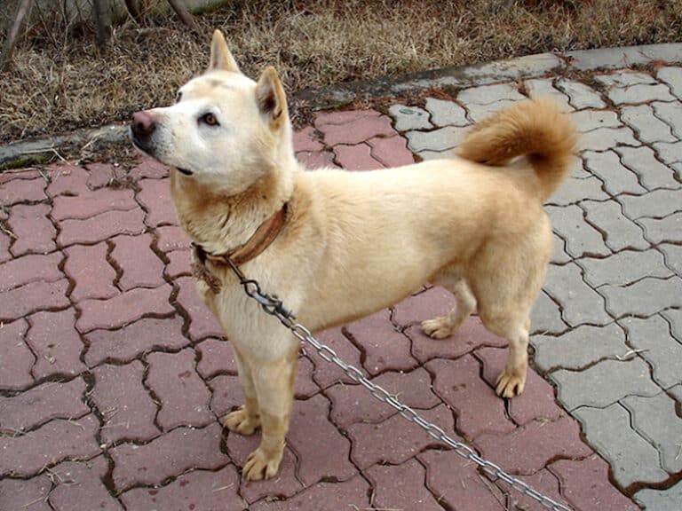 Korean Jindo Info, Pictures, Facts & Traits Dogster