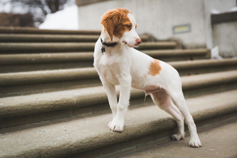 french brittany spaniel breeders