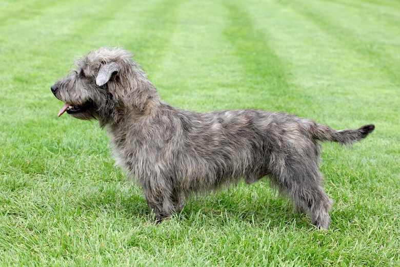 Irish Glen of Imaal Terrier dog breed