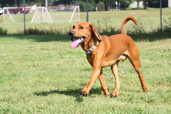 red and white coonhound