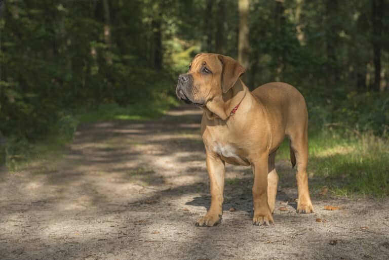 south african dog breed boerboel