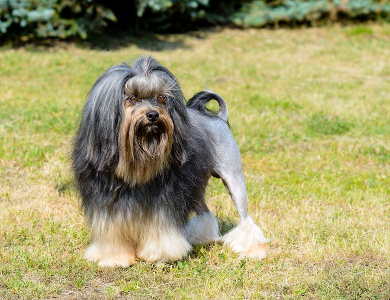Lowchen dog breed