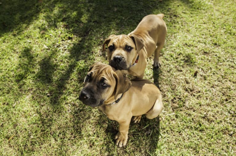 working boerboel