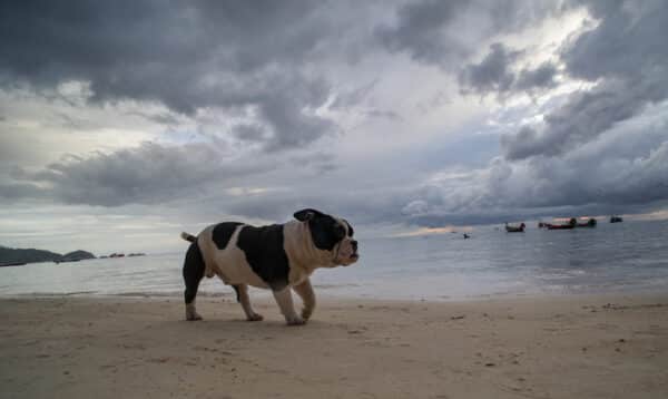 Olde English Bulldogge at the beach