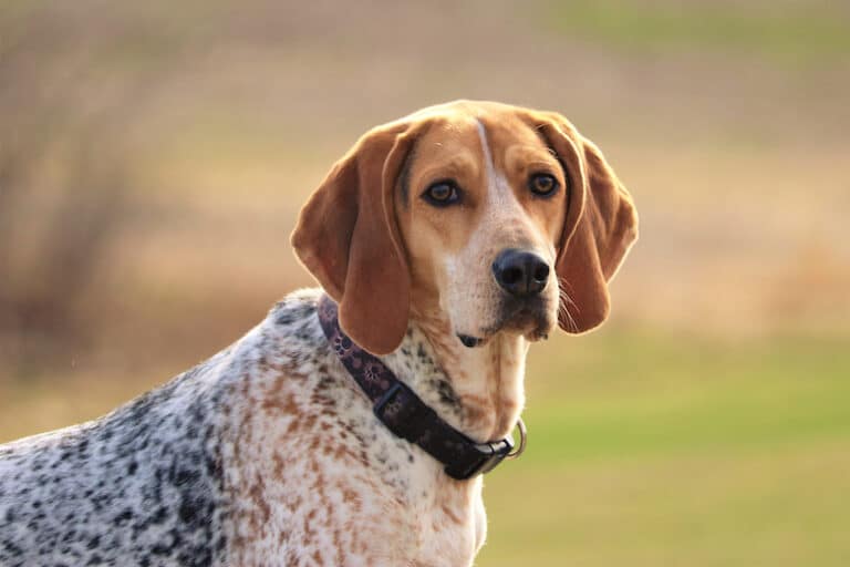 english coonhound